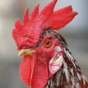PetelA rooster logo